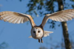 barn-owl-gaf6461467_1280 barn-owl-gaf6461467_1280
