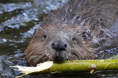bever