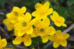 dotterbloem dotterbloem