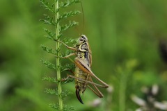 krekel